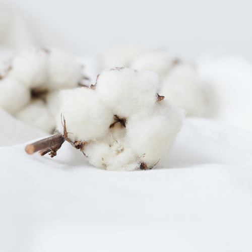 驚愕の触り心地、最高級コットンの魅力